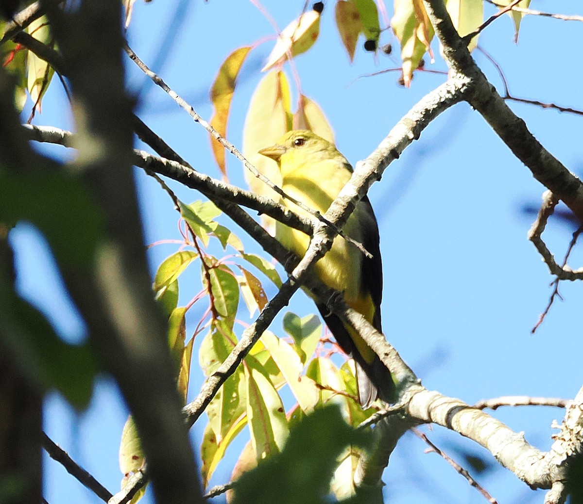 Piranga écarlate - ML642967181