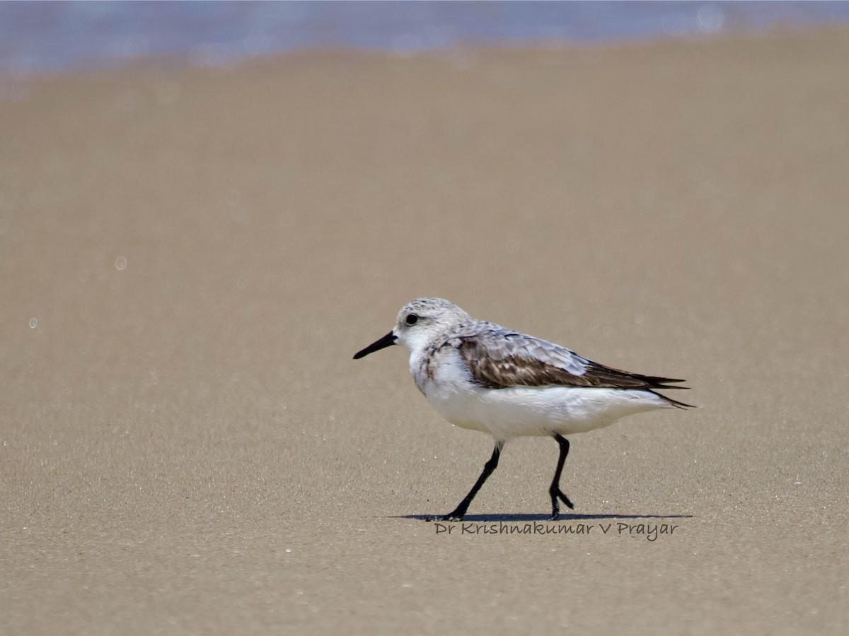 jespák písečný - ML642967187