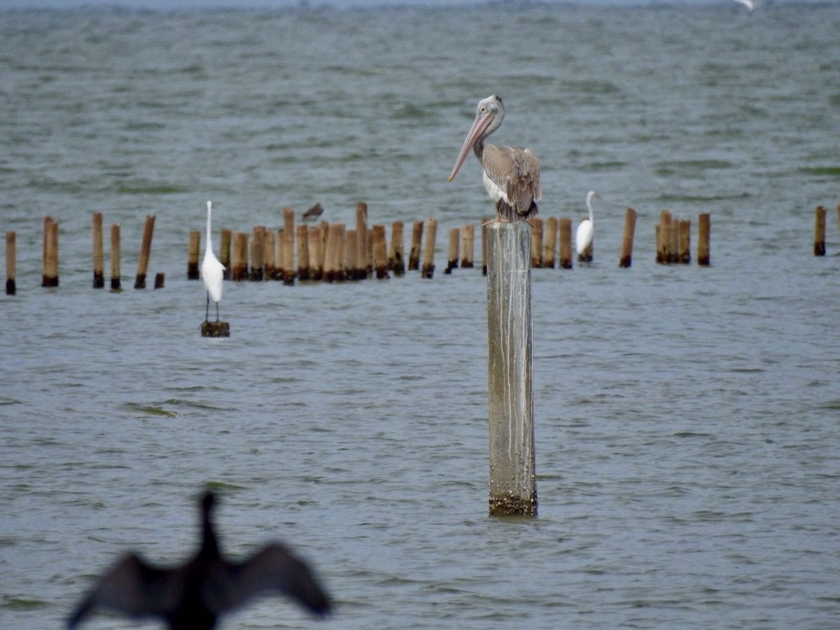 Spot-billed Pelican - ML642967188