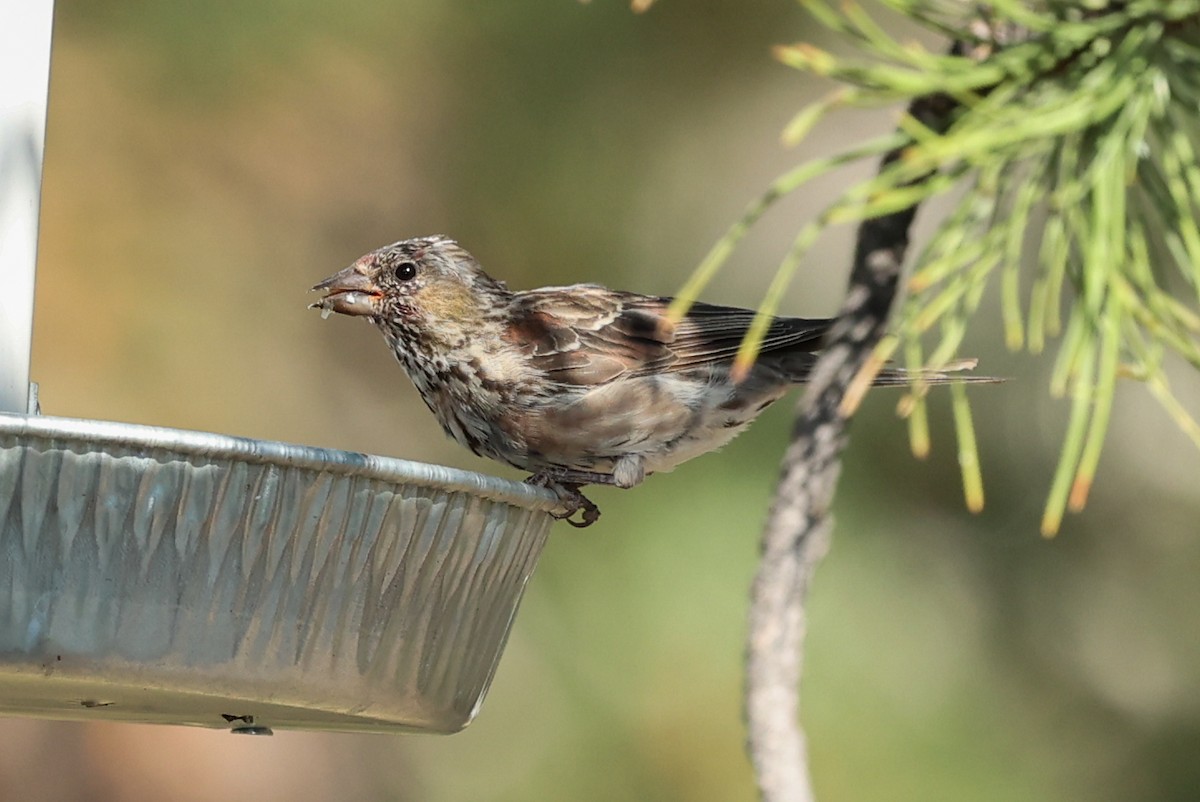 Cassin's Finch - ML642967189