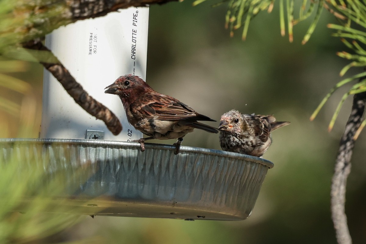 Cassin's Finch - ML642967190