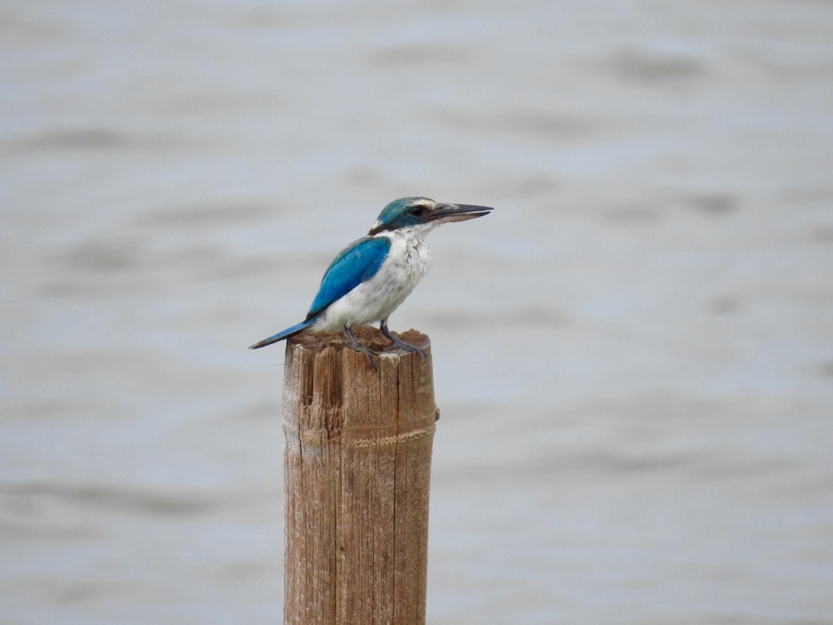 Collared Kingfisher - ML642967191