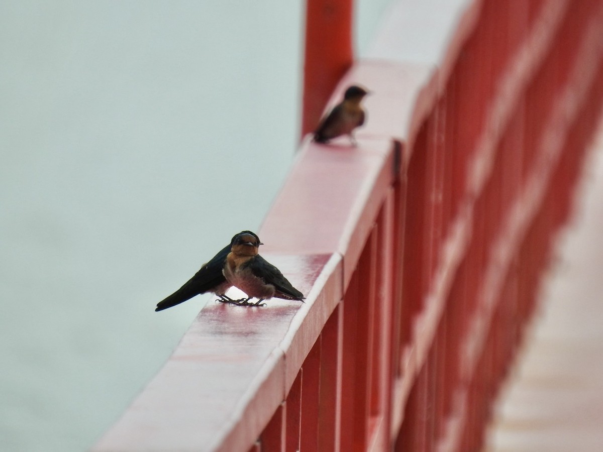 Pacific Swallow - ML642967193