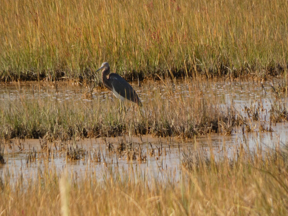 Tricolored Heron - ML642967196
