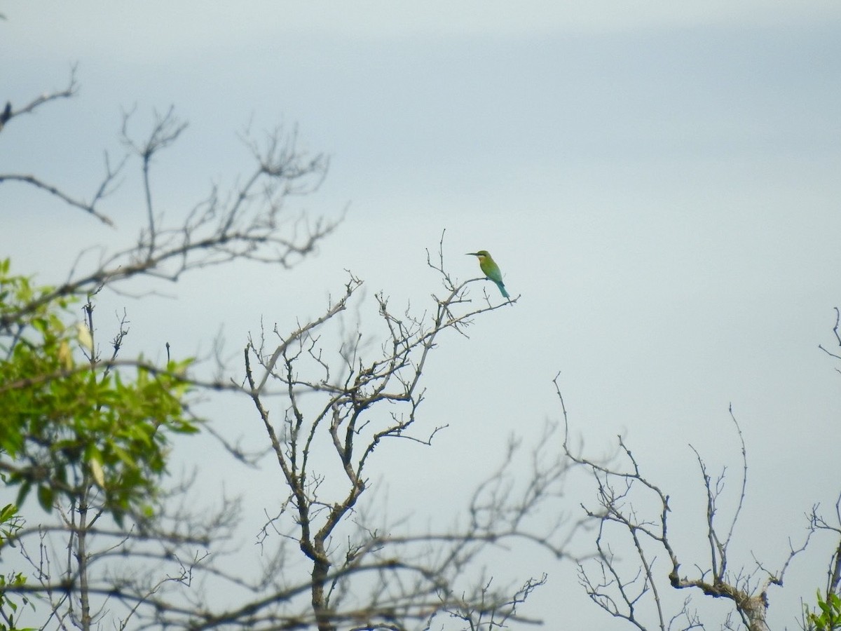 Blue-tailed Bee-eater - ML642967200