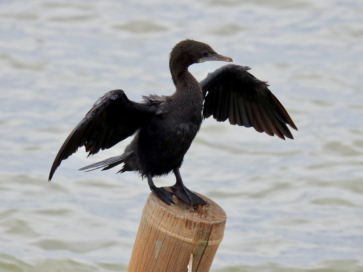Little Cormorant - ML642967205
