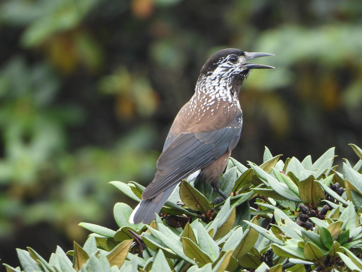 Southern Nutcracker - ML642967206