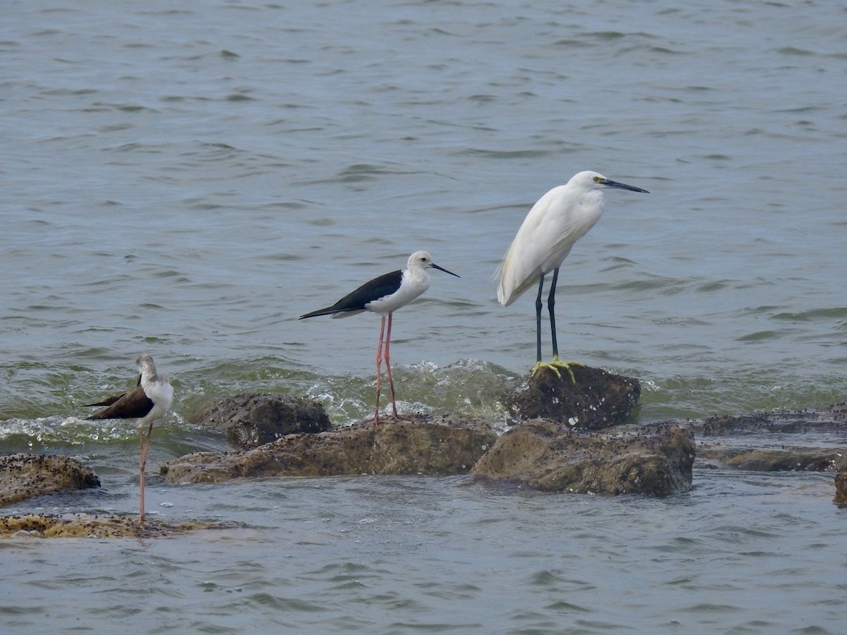 Little Egret - ML642967209