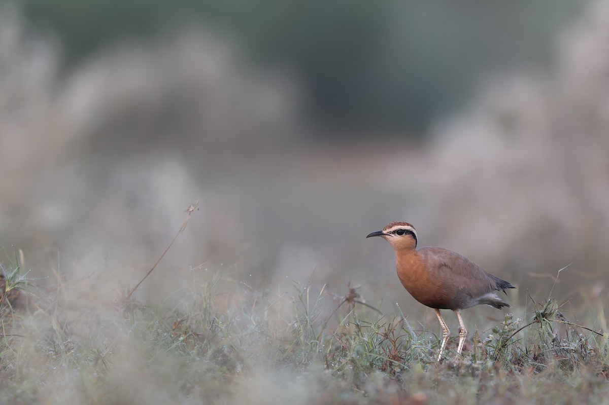 Indian Courser - ML642967225