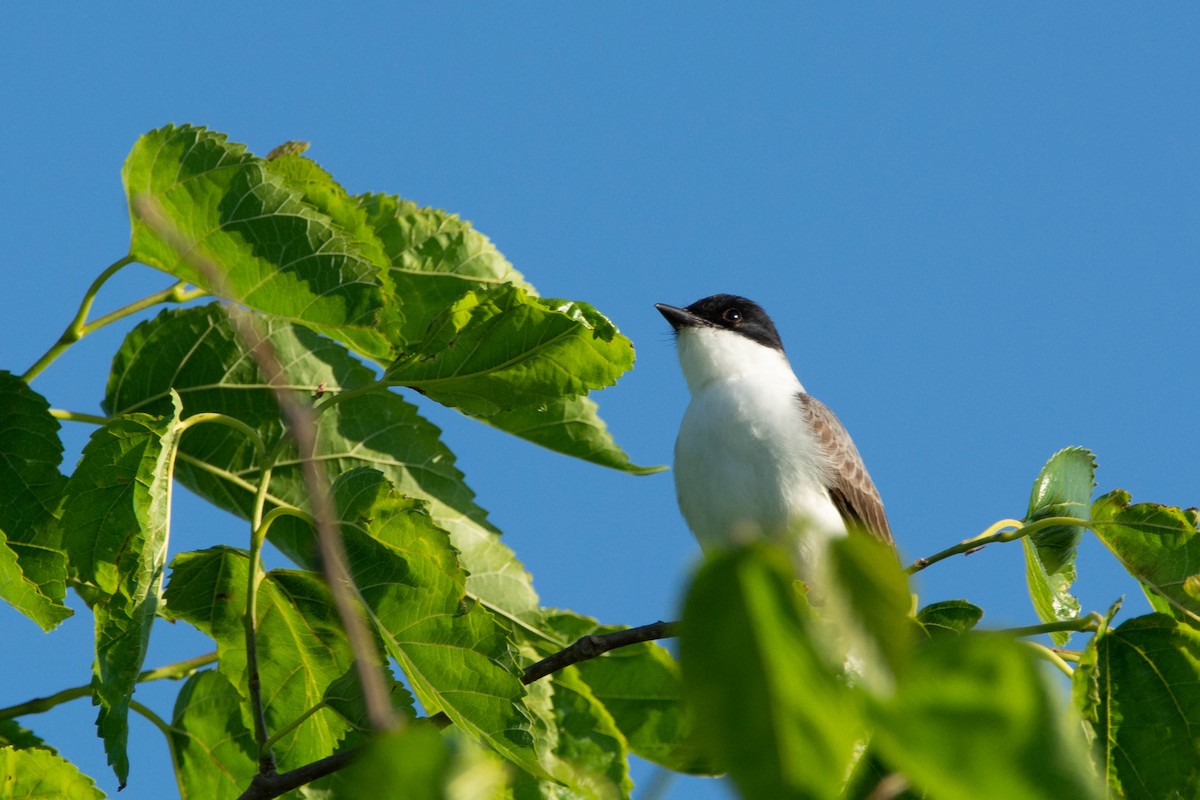Fork-tailed Flycatcher - ML642967226