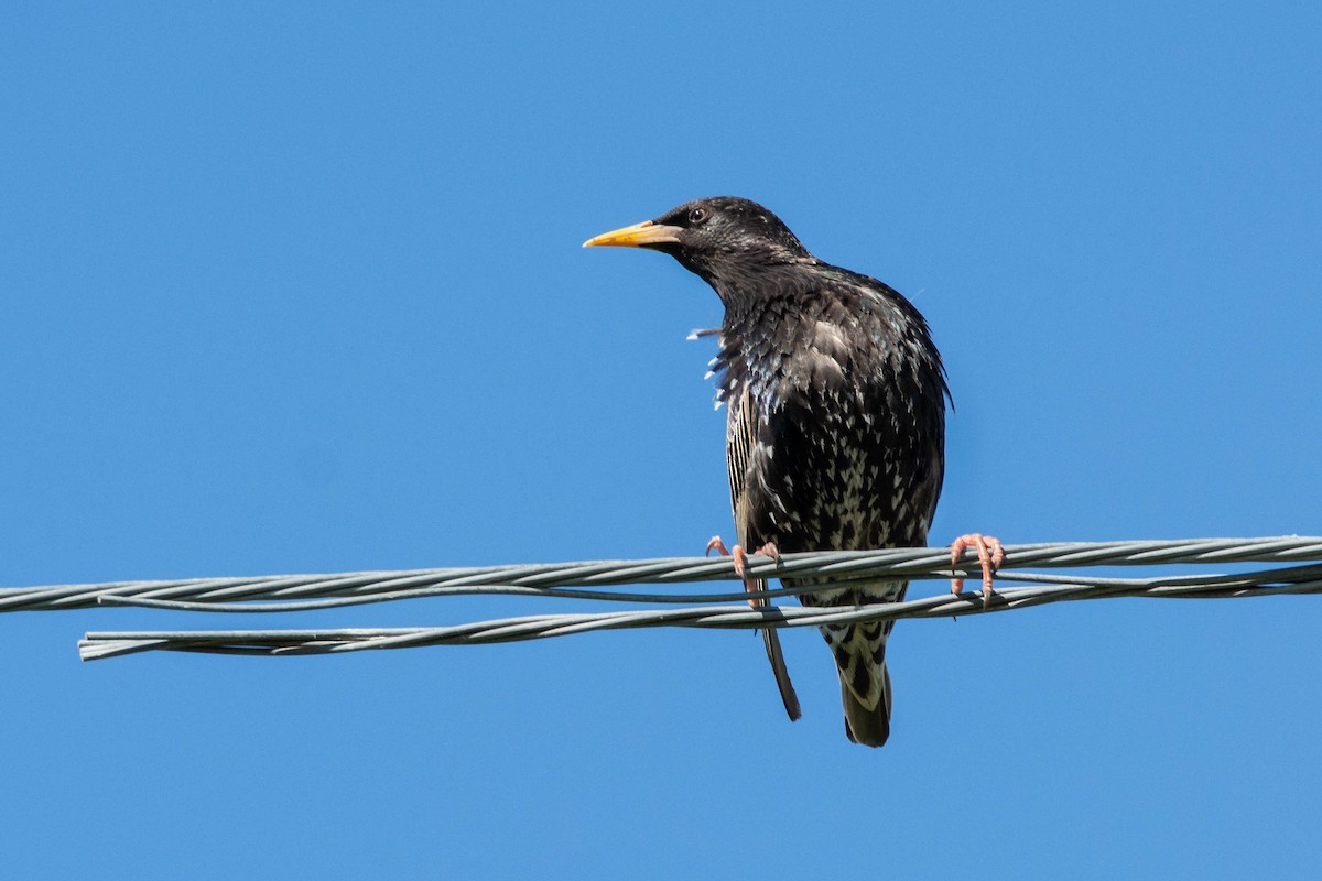 European Starling - ML642967244