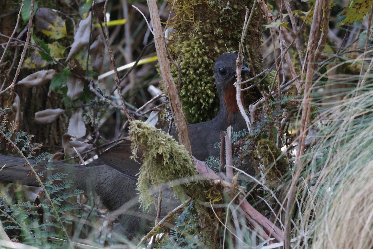 Superb Lyrebird - ML642967252