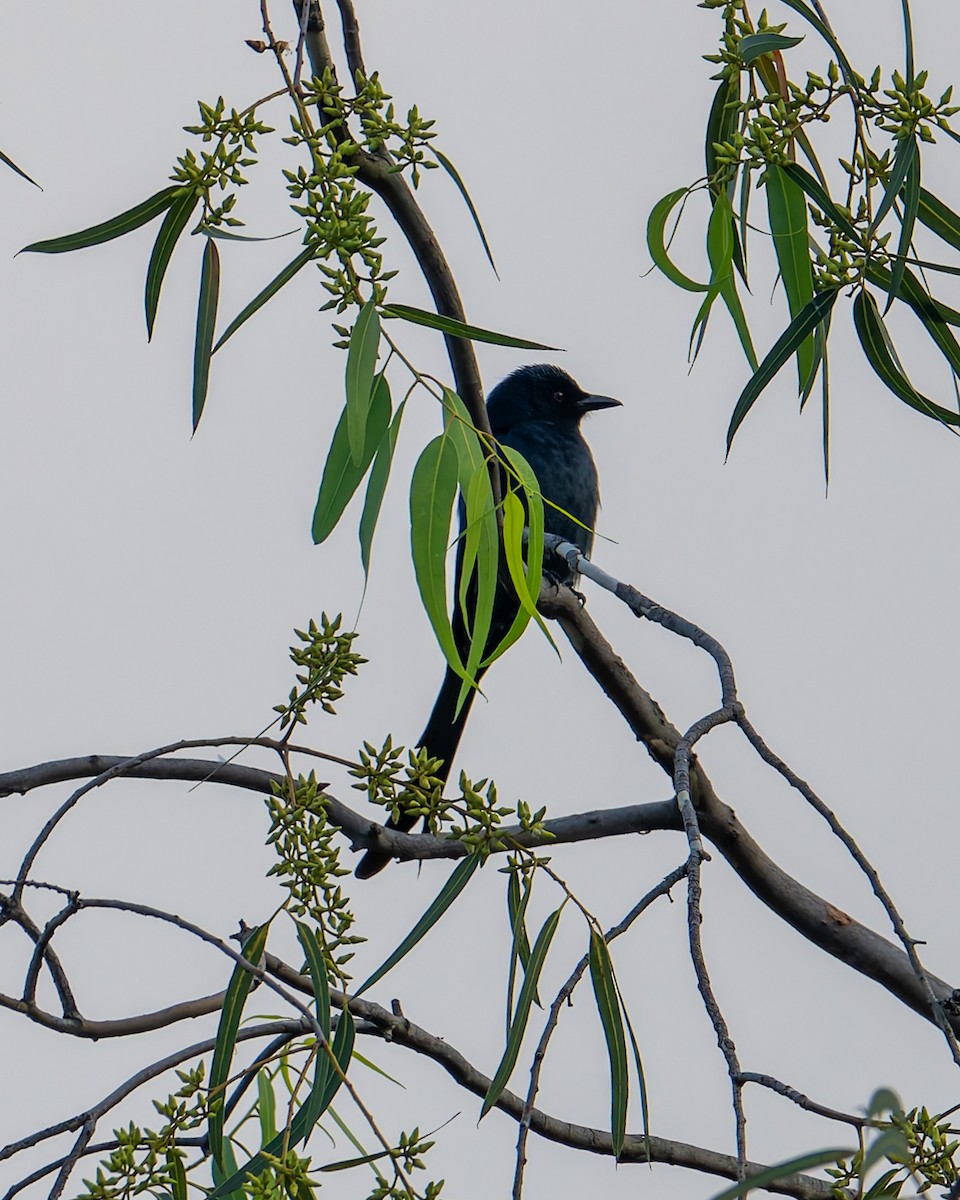 askedrongo - ML642967255