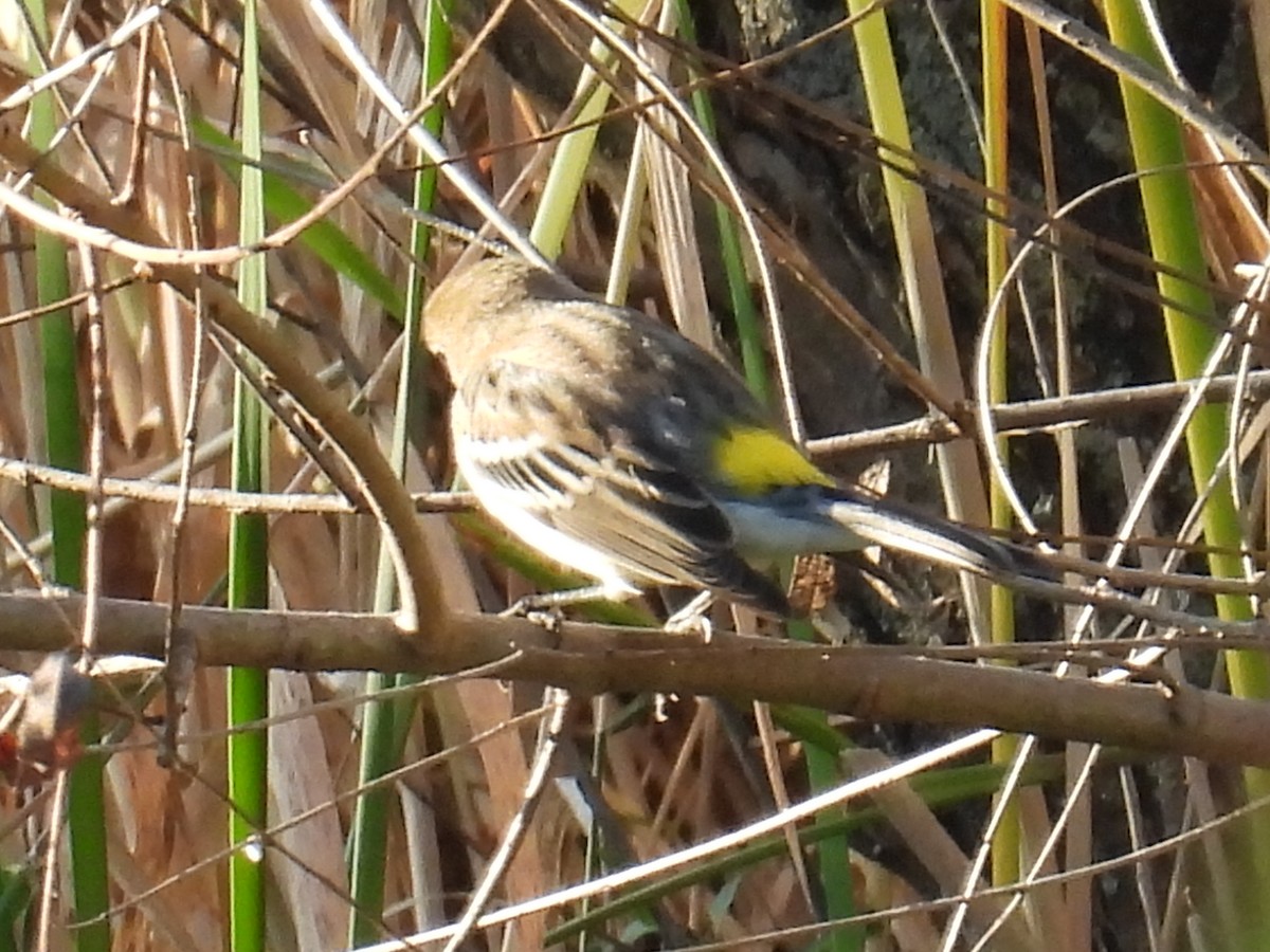Yellow-rumped Warbler - ML642967273