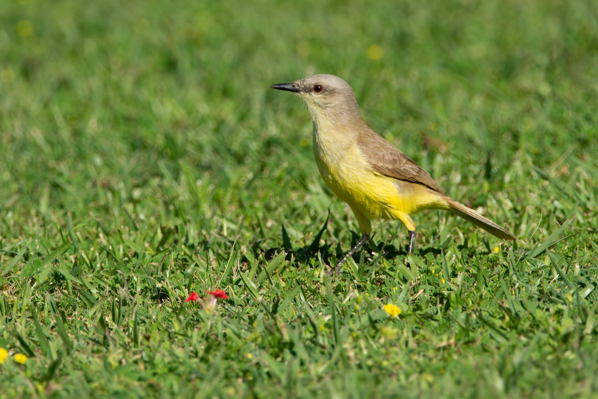 Cattle Tyrant - ML642967276