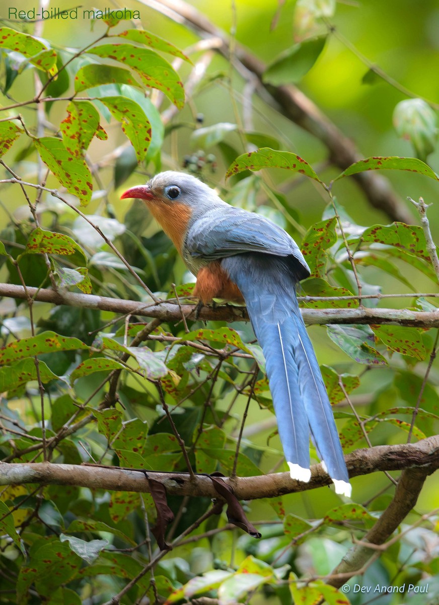 rødnebbmalkoha - ML642967286