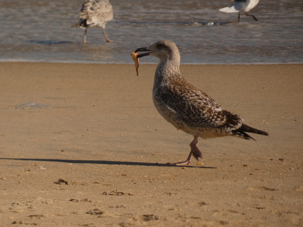Great Black-backed Gull - ML642967301
