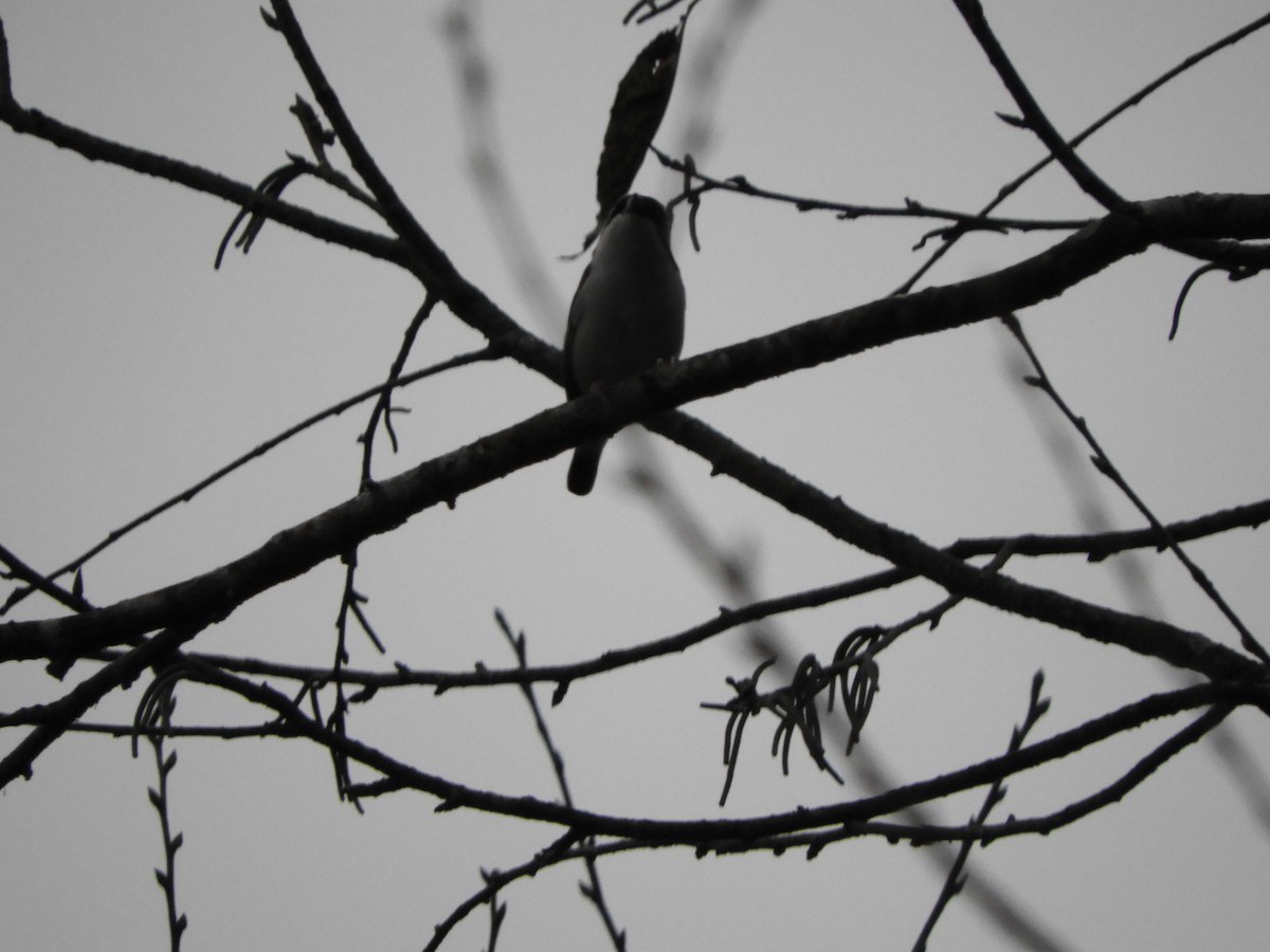 White-browed Shrike-Babbler - ML642967302