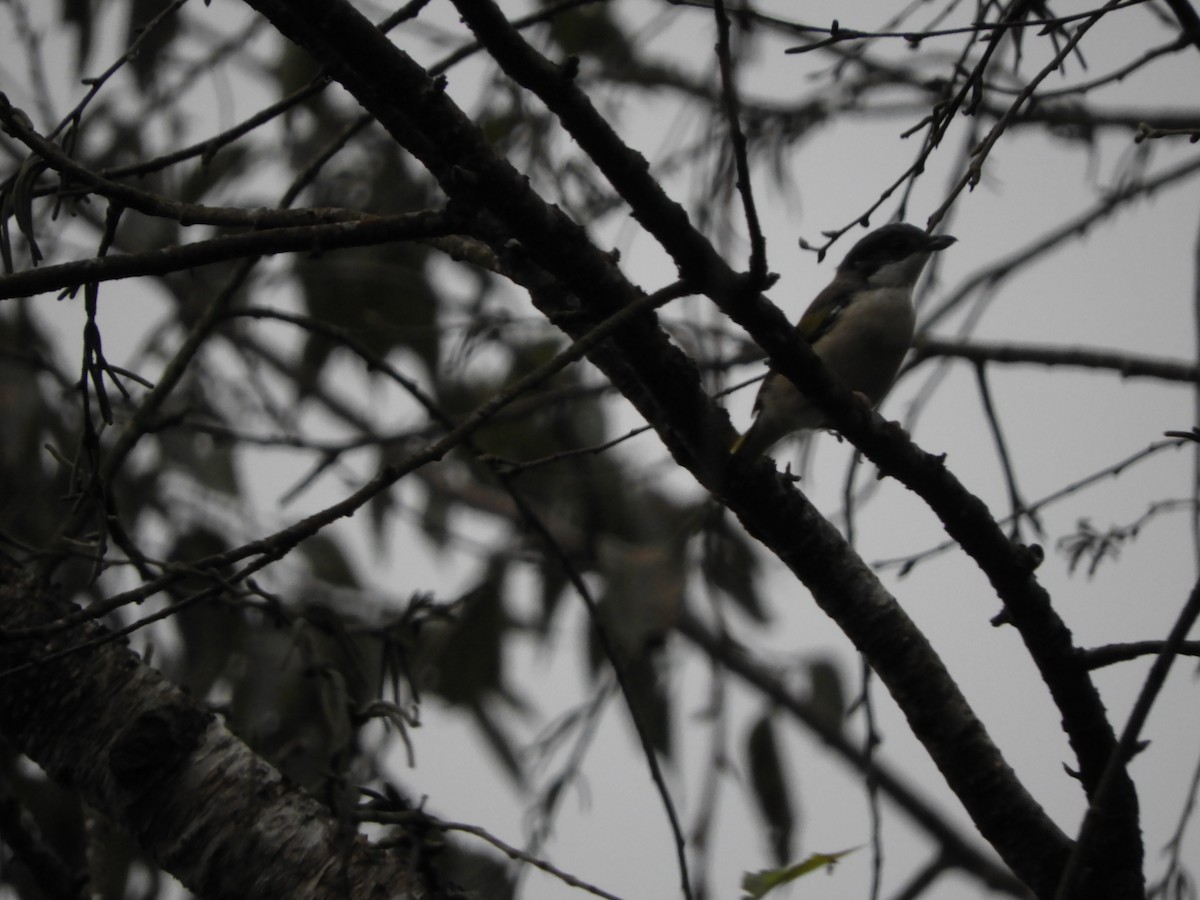 White-browed Shrike-Babbler - ML642967303