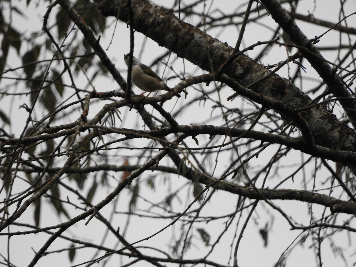 White-browed Shrike-Babbler - ML642967304