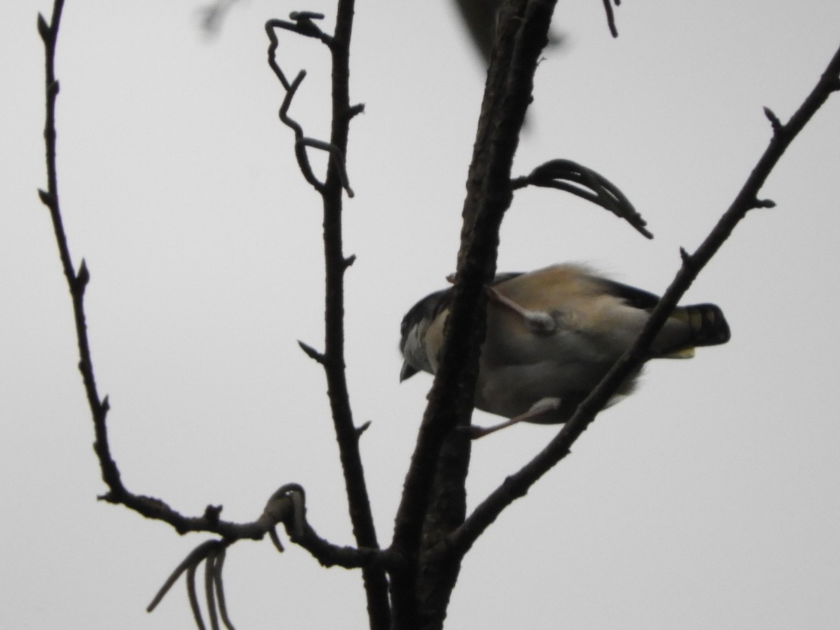 White-browed Shrike-Babbler - ML642967305