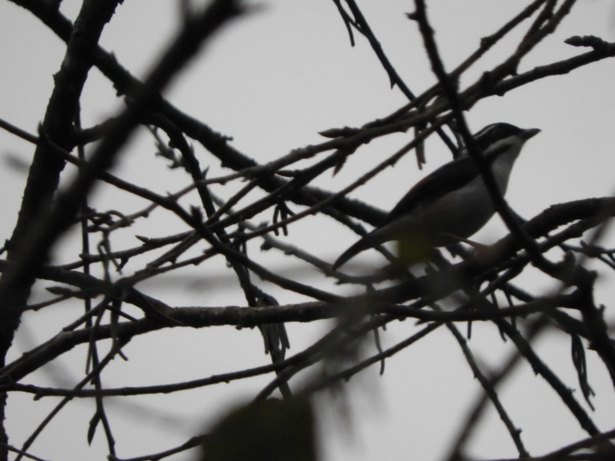 White-browed Shrike-Babbler - ML642967306