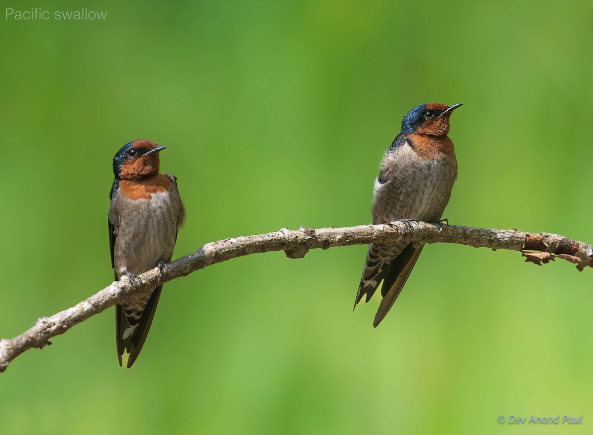 Pacific Swallow - ML642967309