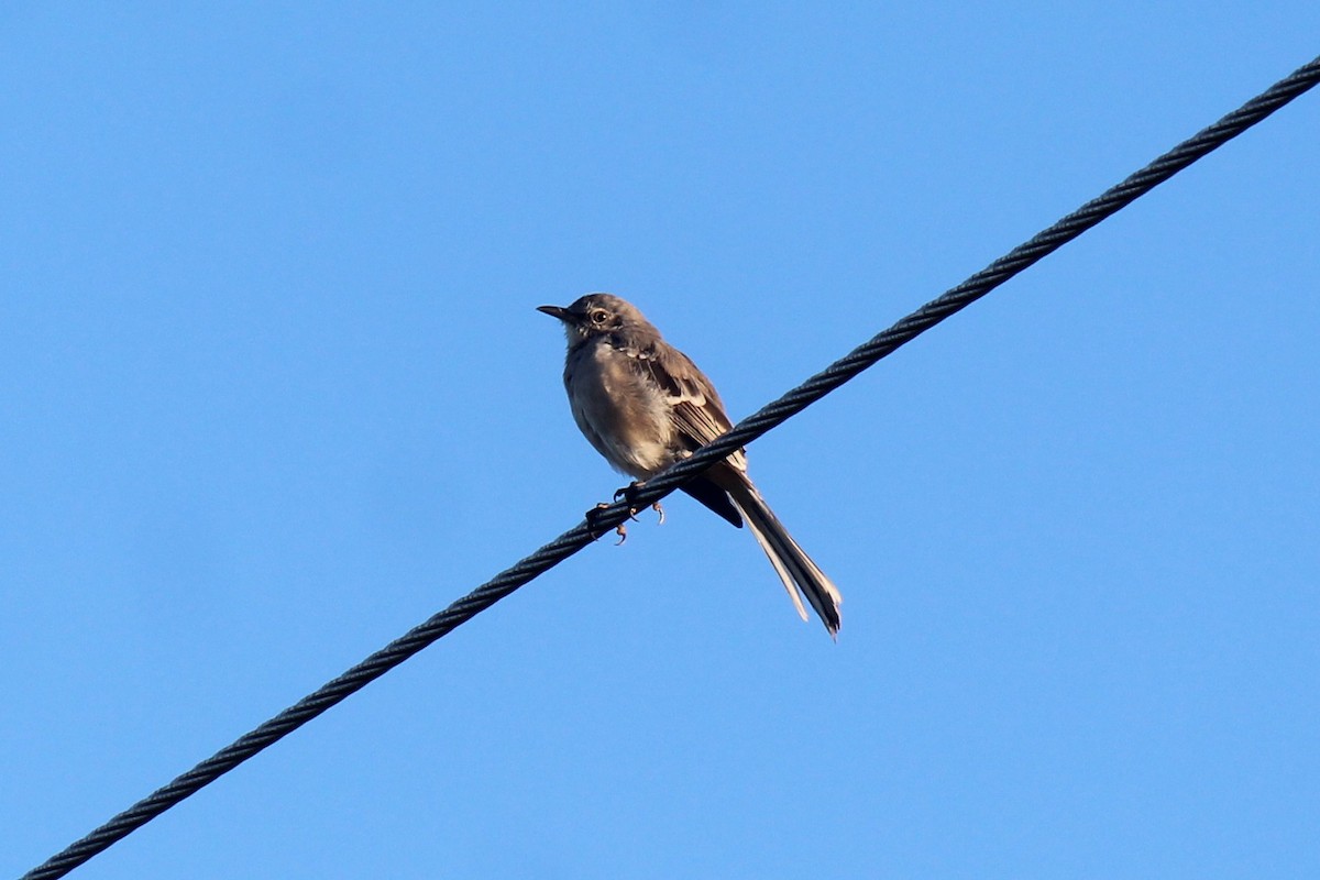 Northern Mockingbird - ML642967311