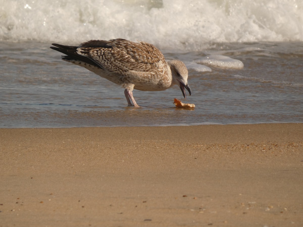 Great Black-backed Gull - ML642967317