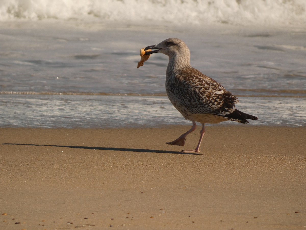 Great Black-backed Gull - ML642967318