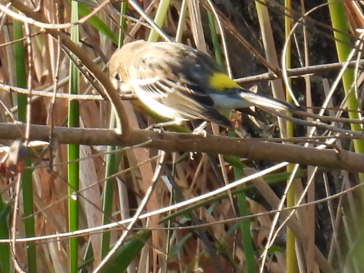 Yellow-rumped Warbler - ML642967319
