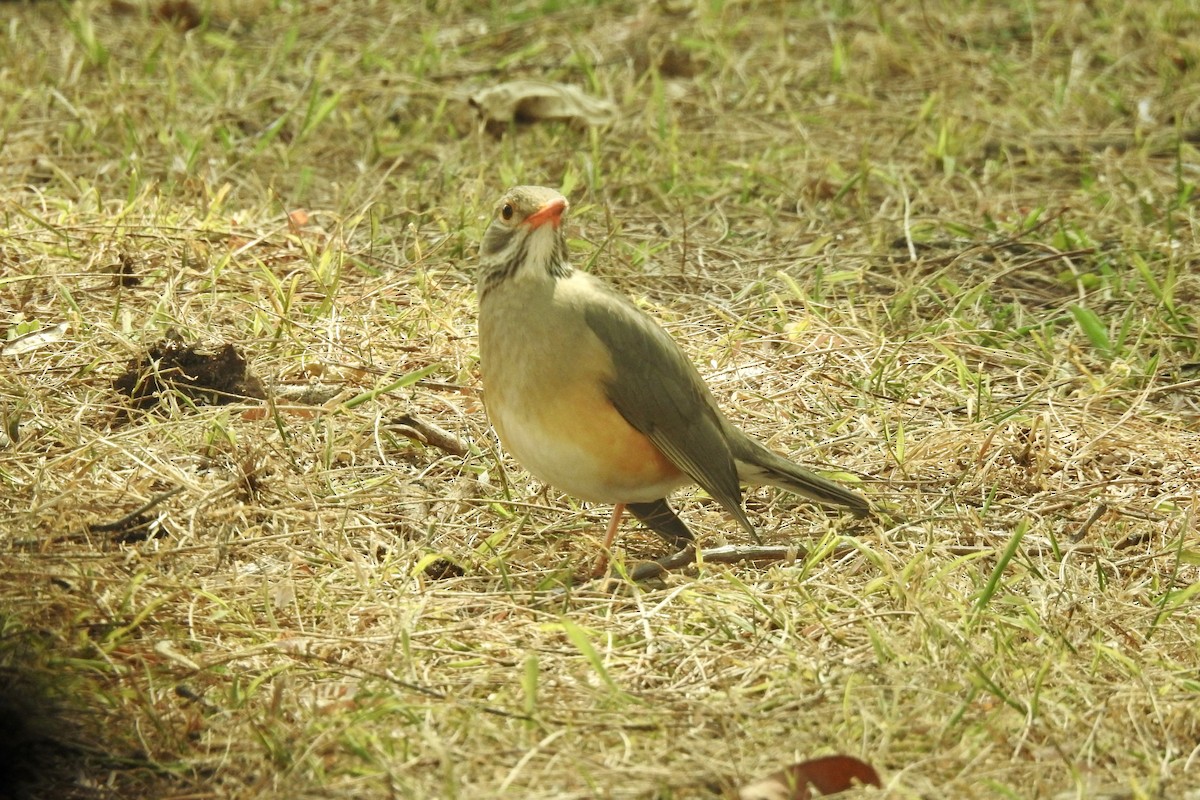 Kurrichane Thrush - ML642967321