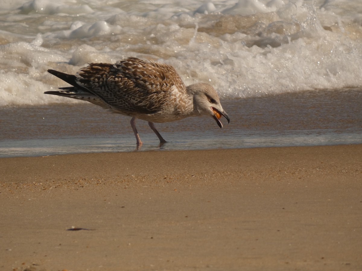 Great Black-backed Gull - ML642967340