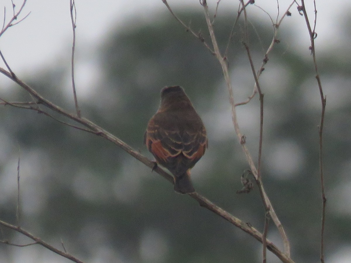 Cliff Flycatcher - ML642967343