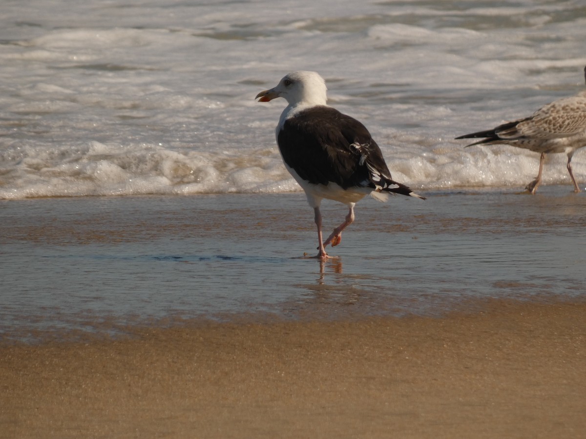 Great Black-backed Gull - ML642967353