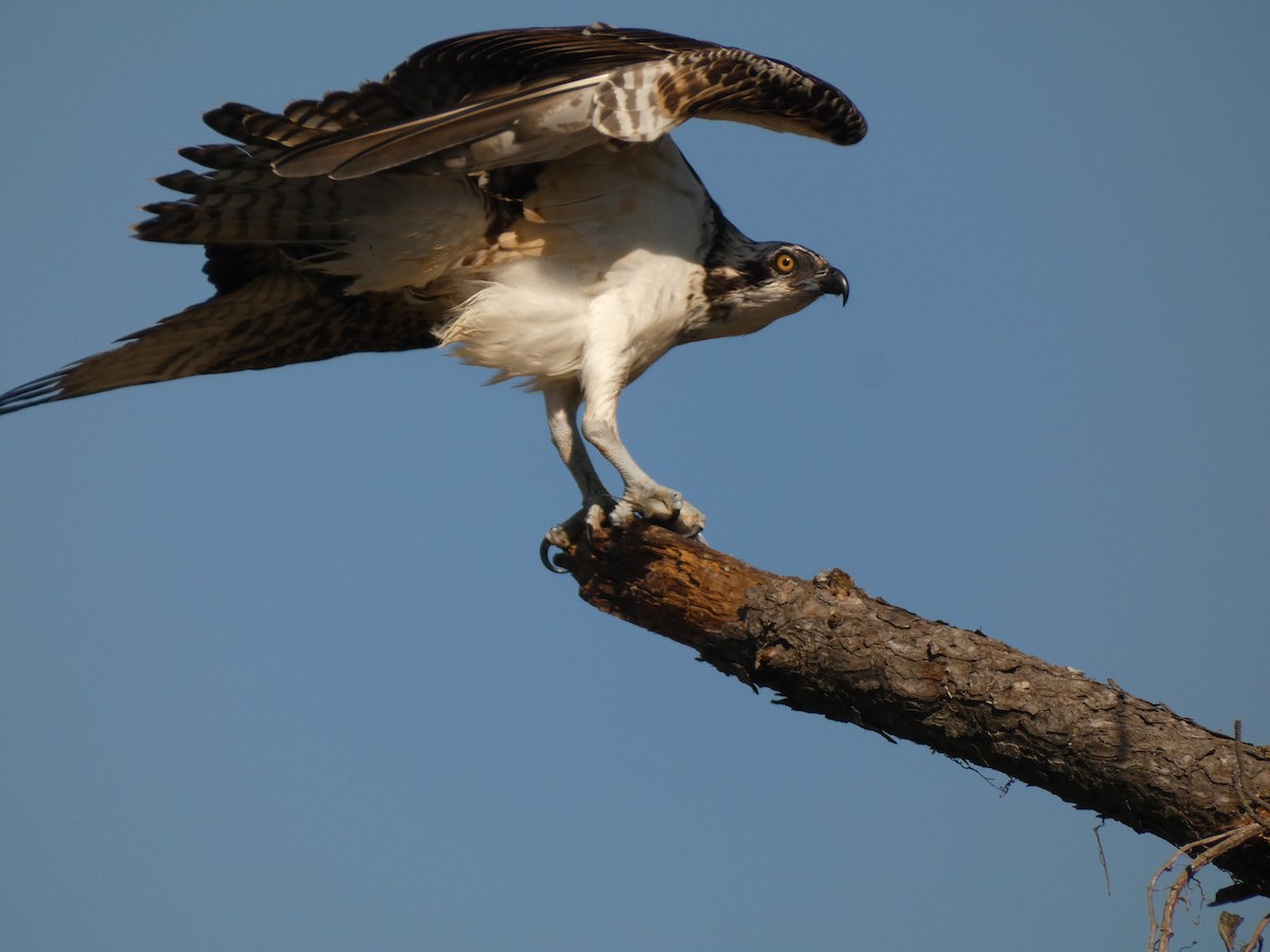Osprey - ML642967358