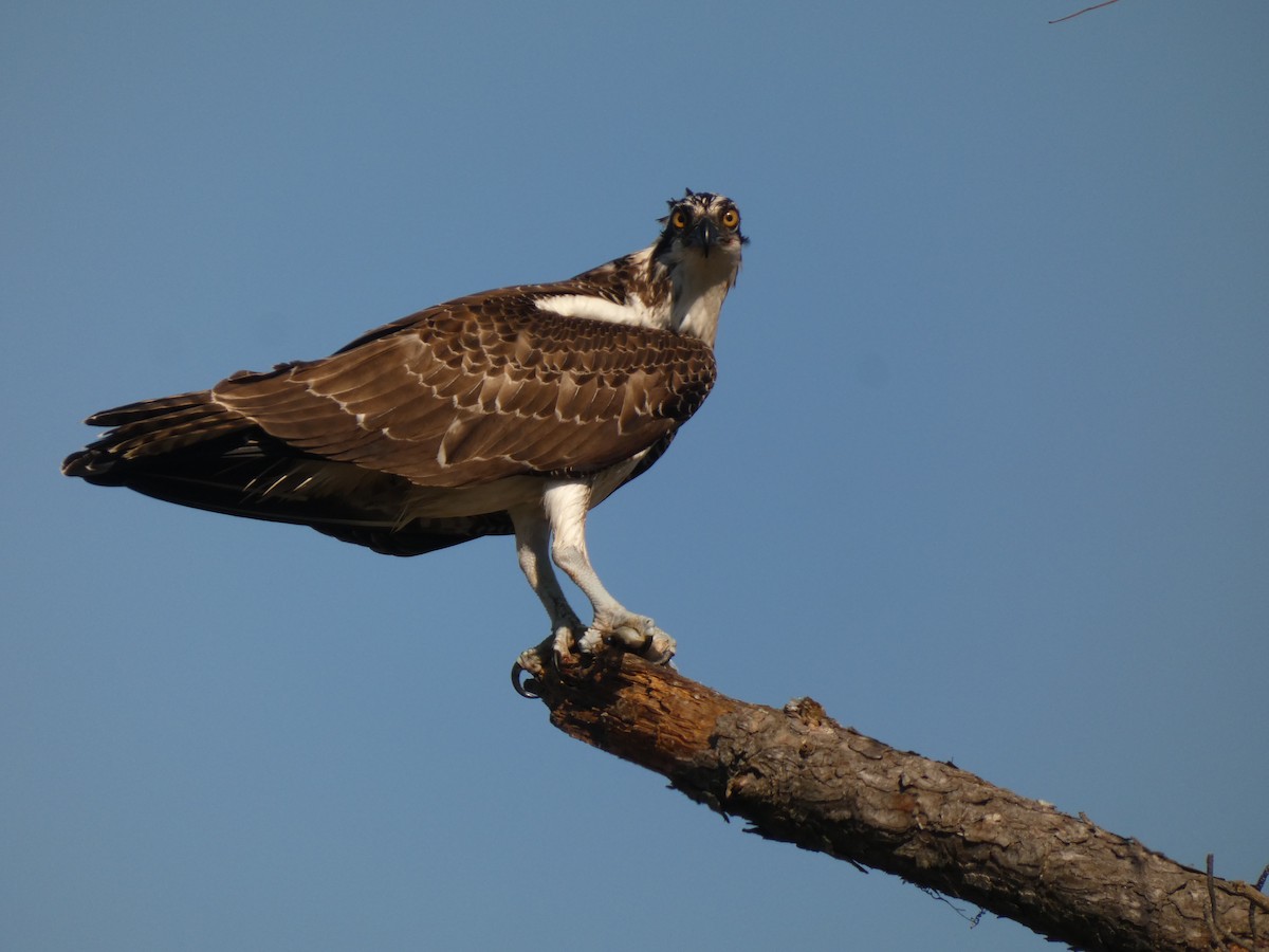 Osprey - ML642967362