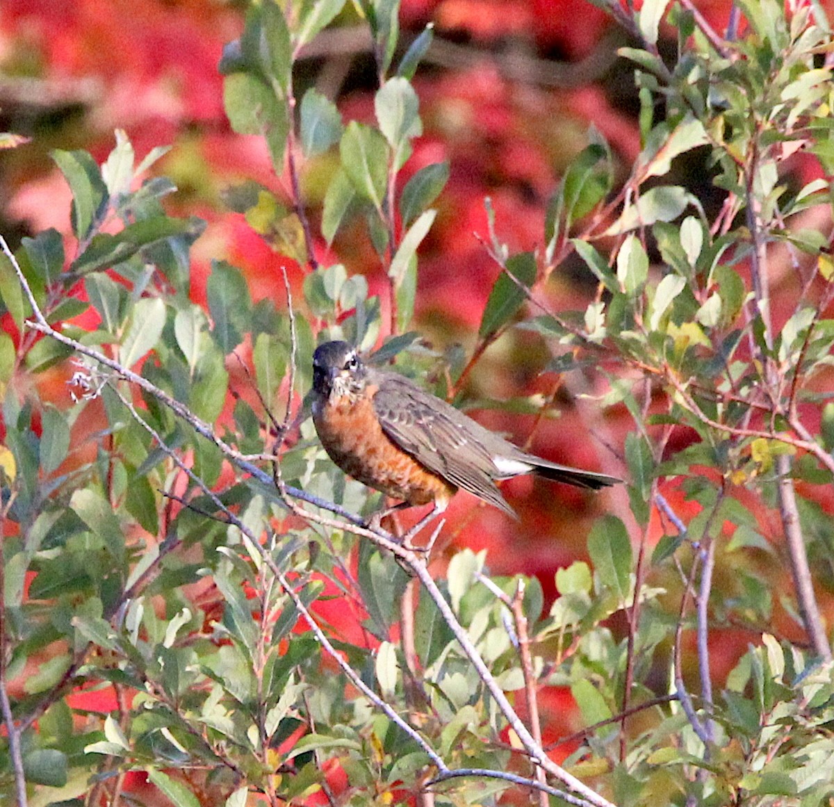 American Robin - ML642967374