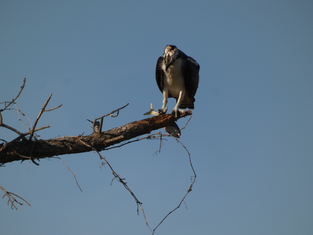 Osprey - ML642967381