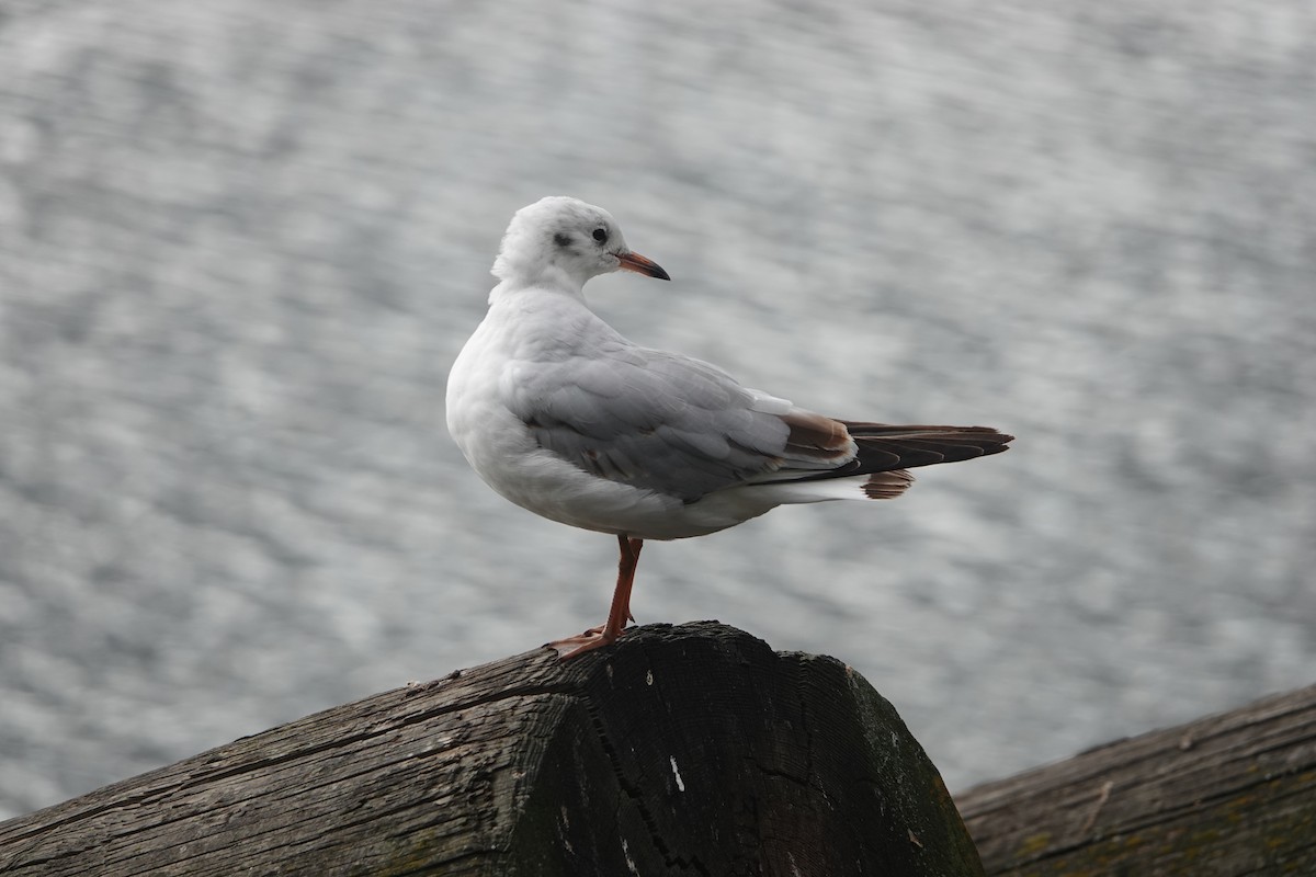 Black-headed Gull - ML642967383