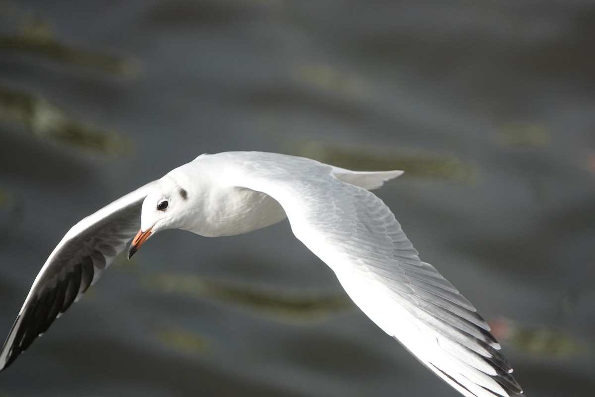 Black-headed Gull - ML642967384