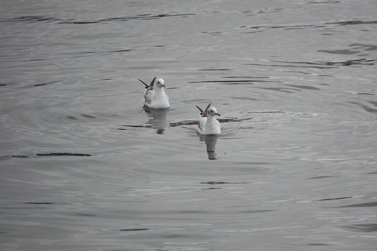 Black-headed Gull - ML642967385