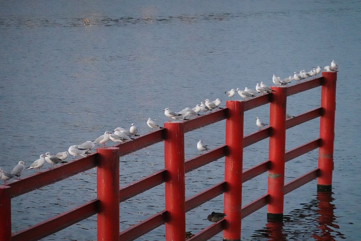 Black-headed Gull - ML642967386