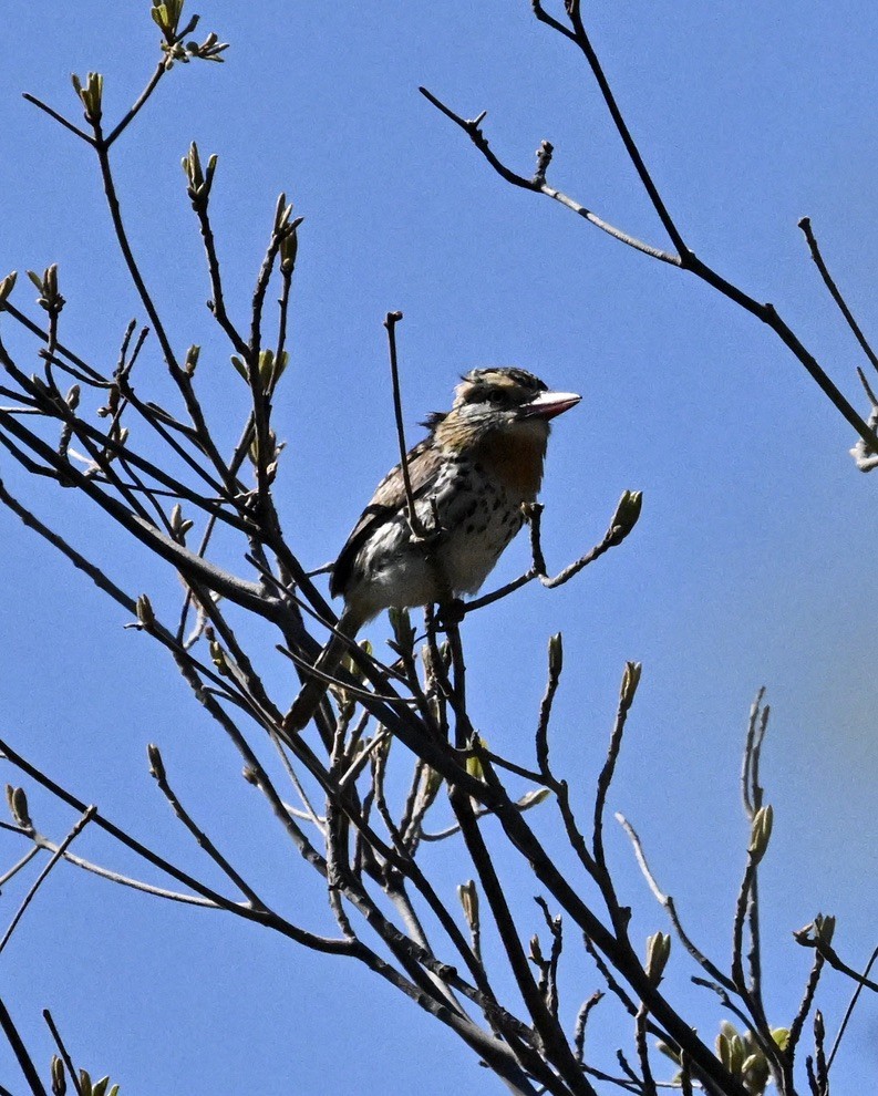 Fleckmantel-Faulvogel (maculatus) - ML642967387