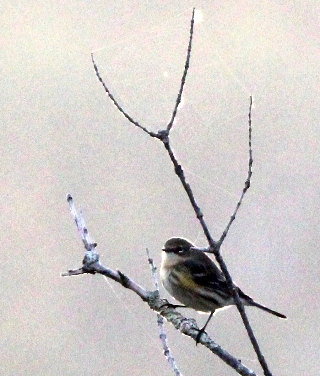 キヅタアメリカムシクイ - ML642967392