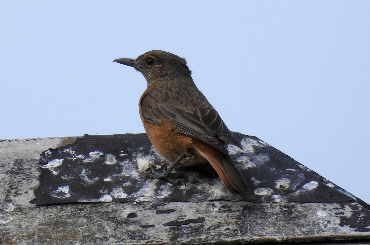 Cape Rock-Thrush - ML642967458