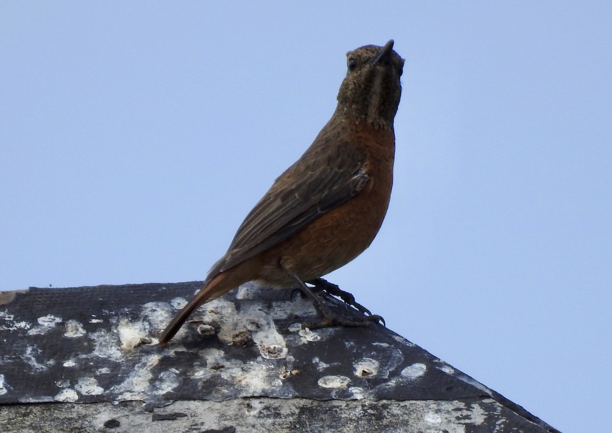Cape Rock-Thrush - ML642967459