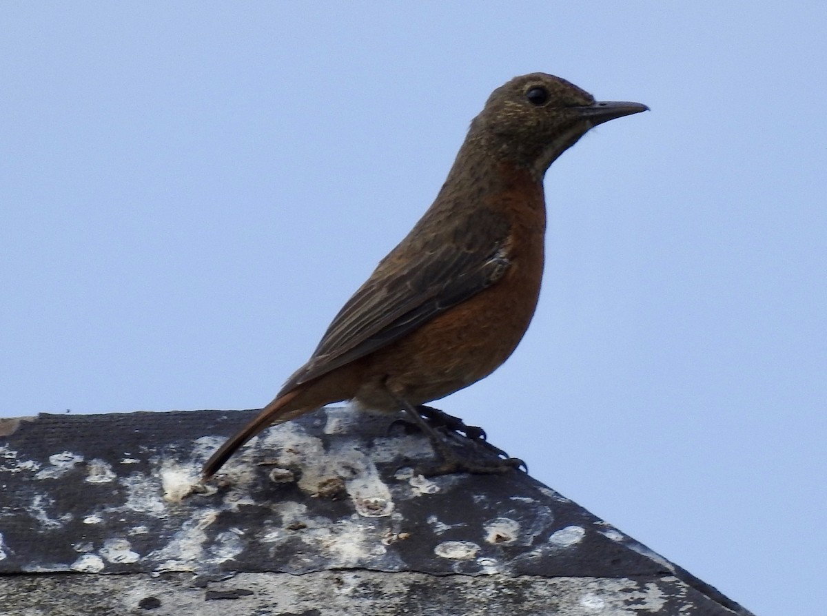 Cape Rock-Thrush - ML642967460