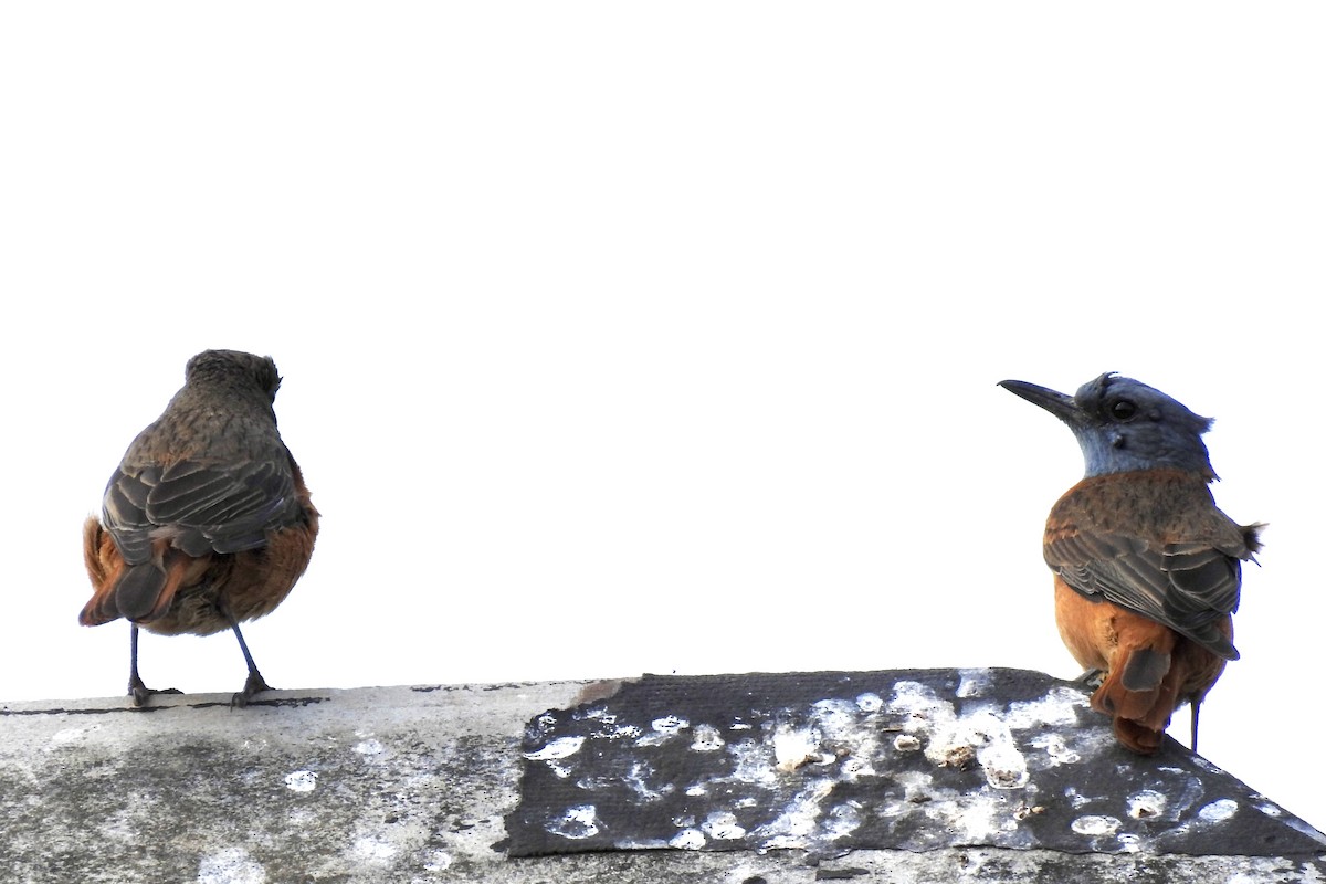 Cape Rock-Thrush - ML642967461