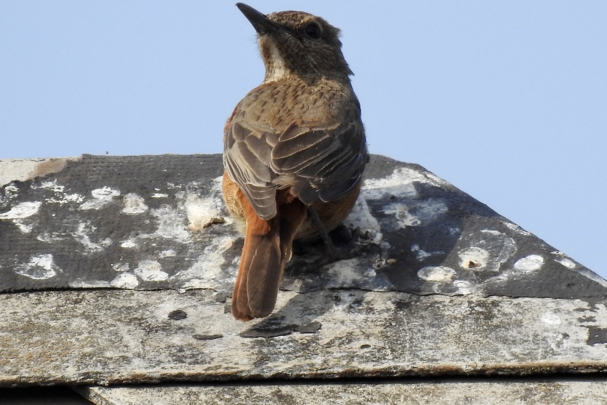 Cape Rock-Thrush - ML642967462